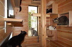 猫ちゃんと暮らすこだわりの住宅　猫ちゃんのお部屋15